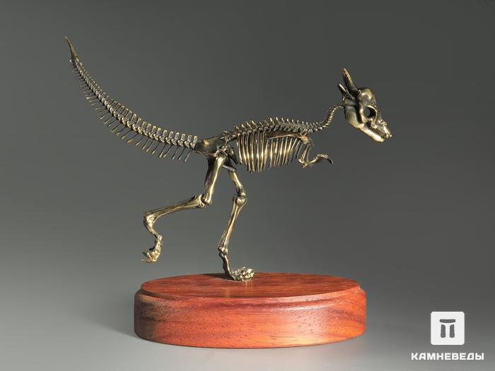 Модель скелета динозавра PACHYCEPHALOSAURUS, 4255, фото 2