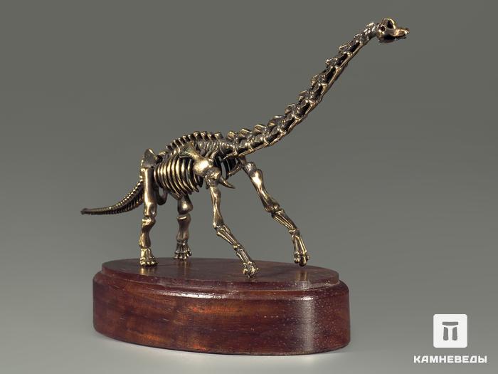 Модель скелета динозавра BRACHIOSAURUS, 4243, фото 7