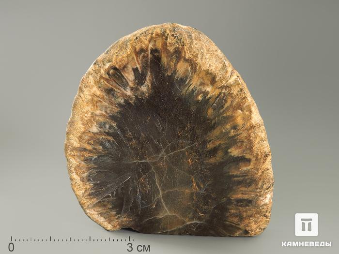 Шишка Araucaria mirabilis окаменелая, 5,5х5,3х1,3 см, 5849, фото 1