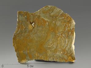 Строматолиты Inzeria tjomusi из Катав-Ивановска, полированный срез 13,2х12,7х2,3 см