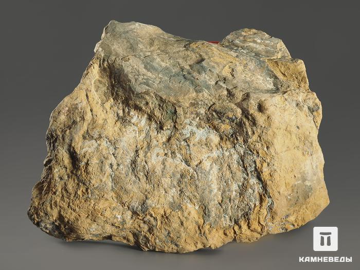 Строматолиты Gaya irkuskanica из Бакала, 18,8х13,4х4,5 см, 12117, фото 2