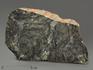 Строматолиты Gaya irkuskanica из Бакала, 18,2х11,1х2,5 см, 12118, фото 2