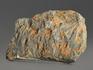 Строматолиты Gaya irkuskanica из Бакала, 18,2х11,1х2,5 см, 12118, фото 3