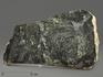 Строматолиты Gaya irkuskanica из Бакала, 18,2х11,1х2,5 см, 12118, фото 1