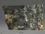 Строматолиты Collenia frequens из Бакала, 21,6х12,1х1,9 см, 12126, фото 1