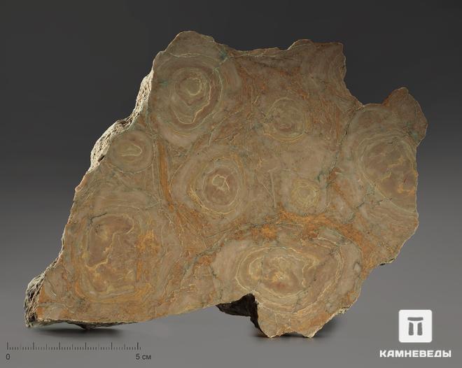 Строматолиты Inzeria tjomusi с реки Лемеза, 18,2х13,5х3,8 см, 12112, фото 3