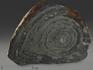 Строматолиты Conophyton cylindricum из Бакала, 14,7х10,6х2,2 см, 12093, фото 1