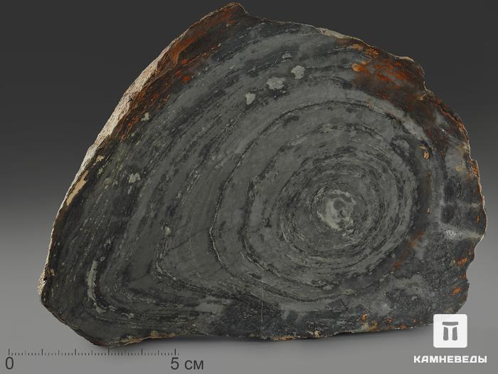 Строматолиты Conophyton cylindricum из Бакала, 14,7х10,6х2,2 см, 12093, фото 1