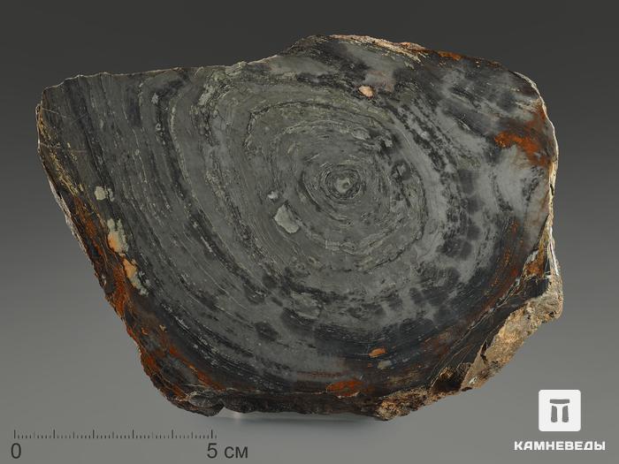 Строматолиты Conophyton cylindricum из Бакала, 14,7х10,6х2,2 см, 12093, фото 2