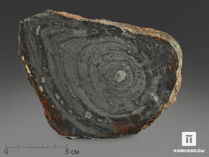 Строматолиты Conophyton cylindricum из Бакала, 14,7х10,6х2,2 см, 12093, фото 3