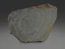 Строматолиты Conophyton cylindricum из Бакала, 14,7х10,6х2,2 см, 12093, фото 4