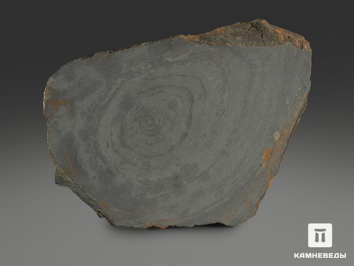Строматолиты Conophyton cylindricum из Бакала, 14,7х10,6х2,2 см, 12093, фото 4