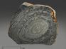 Строматолиты Conophyton cylindricum из Бакала, 15,5х12,6х2,1 см, 12089, фото 1