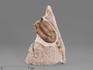 Трилобит Asaphus intermedius, 17х11,5х4,5 см, 21412, фото 1