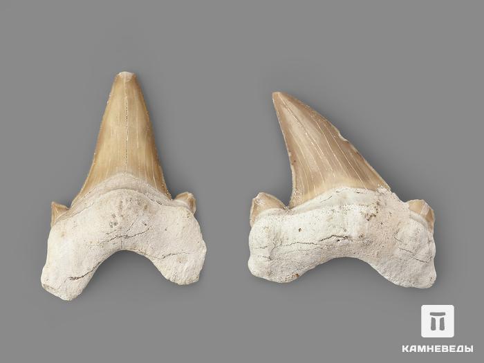 Зуб акулы Otodus obliquus, 4х3 см, 21483, фото 5