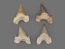 Зуб акулы Otodus obliquus (высший сорт), 5,5х4,3 см, 21496, фото 2