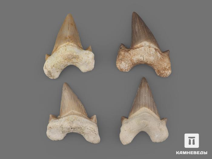 Зуб акулы Otodus obliquus (высший сорт), 5,5х4,3 см, 21496, фото 2