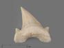 Зуб акулы Otodus obliquus (I сорт), 5х4 см, 21491, фото 1