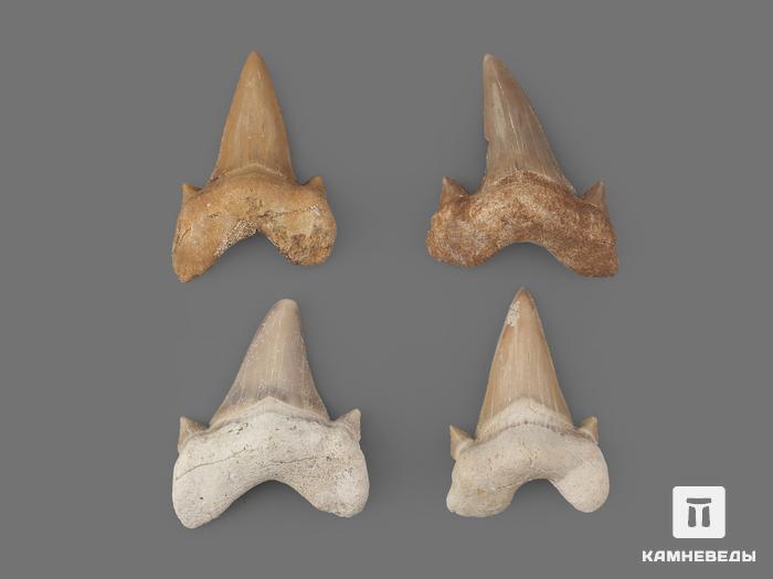 Зуб акулы Otodus obliquus (I сорт), 4х3 см, 21484, фото 2