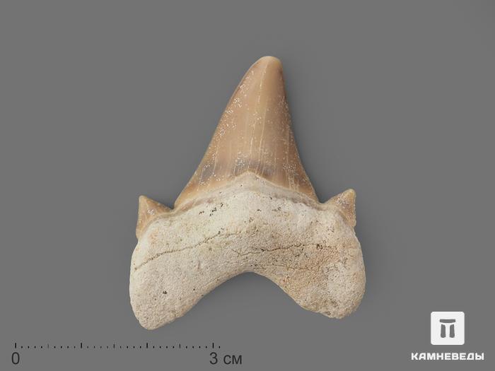 Зуб акулы Otodus obliquus (I сорт), 4х3 см, 21484, фото 1