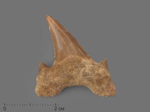 Зуб акулы Otodus obliquus (I сорт), 3,5х2,5 см