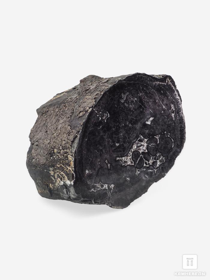 Угольная почка (Coal boll) с отпечатком хвощевидного растения, 13,9х11,9х7,9 см, 25335, фото 1