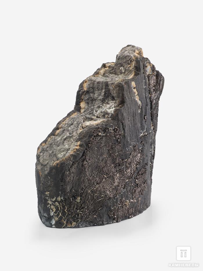Угольная почка (Coal boll) с отпечатком хвощевидного растения, 13,9х11,9х7,9 см, 25335, фото 2