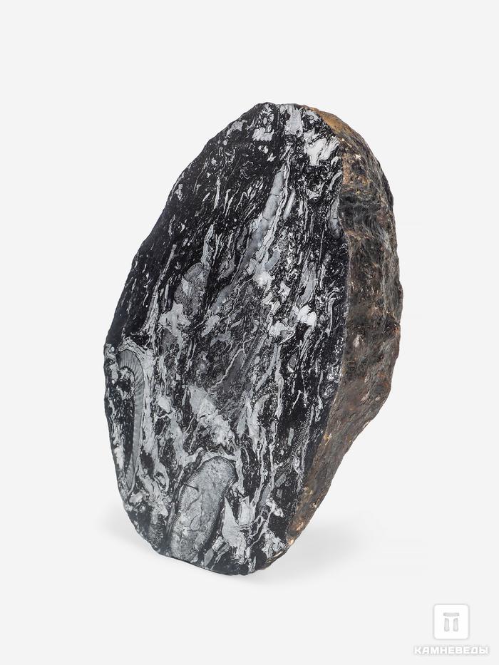 Угольная почка (Coal boll) с отпечатком палеофлоры, 15,5х9,5х6,5 см, 25338, фото 1