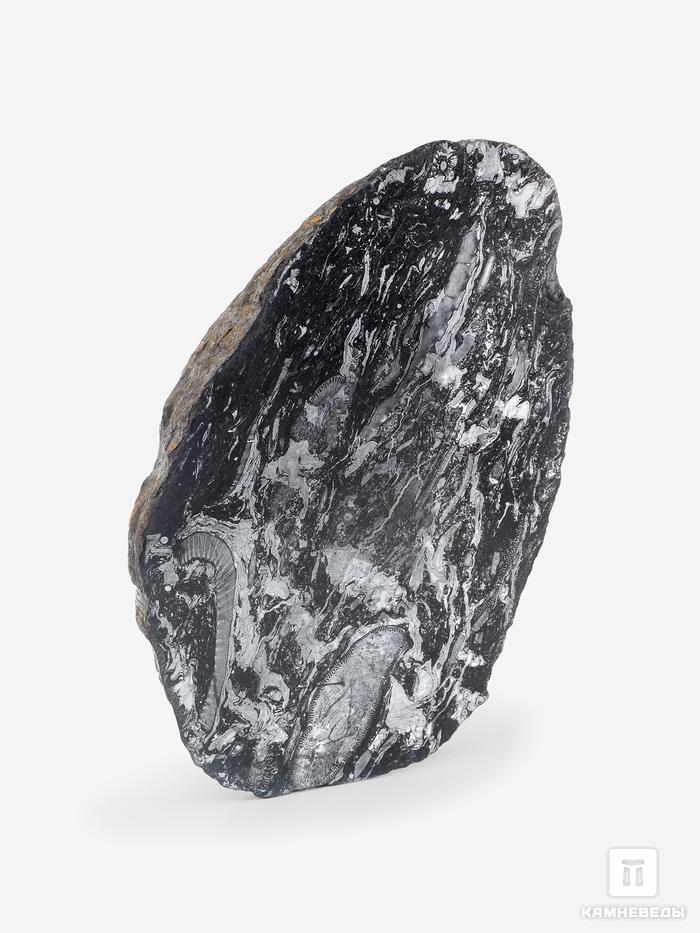 Угольная почка (Coal boll) с отпечатком палеофлоры, 15,5х9,5х6,5 см, 25338, фото 2
