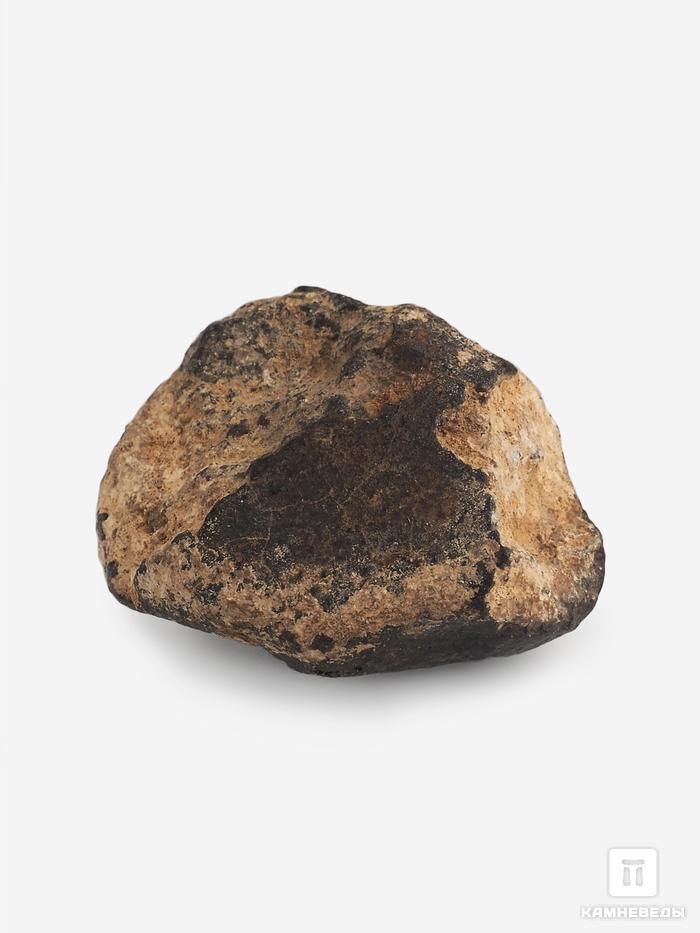 Метеорит NWA 869, 3,6х3,1х2 см (35,6 г), 25701, фото 1