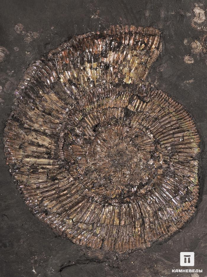 Аммонит Amoeboceras ilovaiskii с перламутром в породе, 37,5х24,5х1,7 см, 22999, фото 3