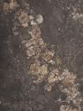 Аммонит Amoeboceras ilovaiskii с перламутром в породе, 37,5х24,5х1,7 см, 22999, фото 4
