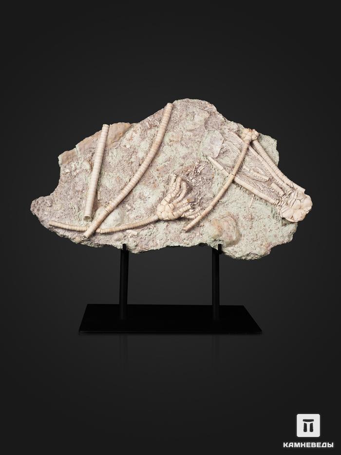 Ископаемые морские лилии Moscovicrinus sp. и Cromyocrinus sp. на подставке, 31х19,5х4,5 см, 22459, фото 1