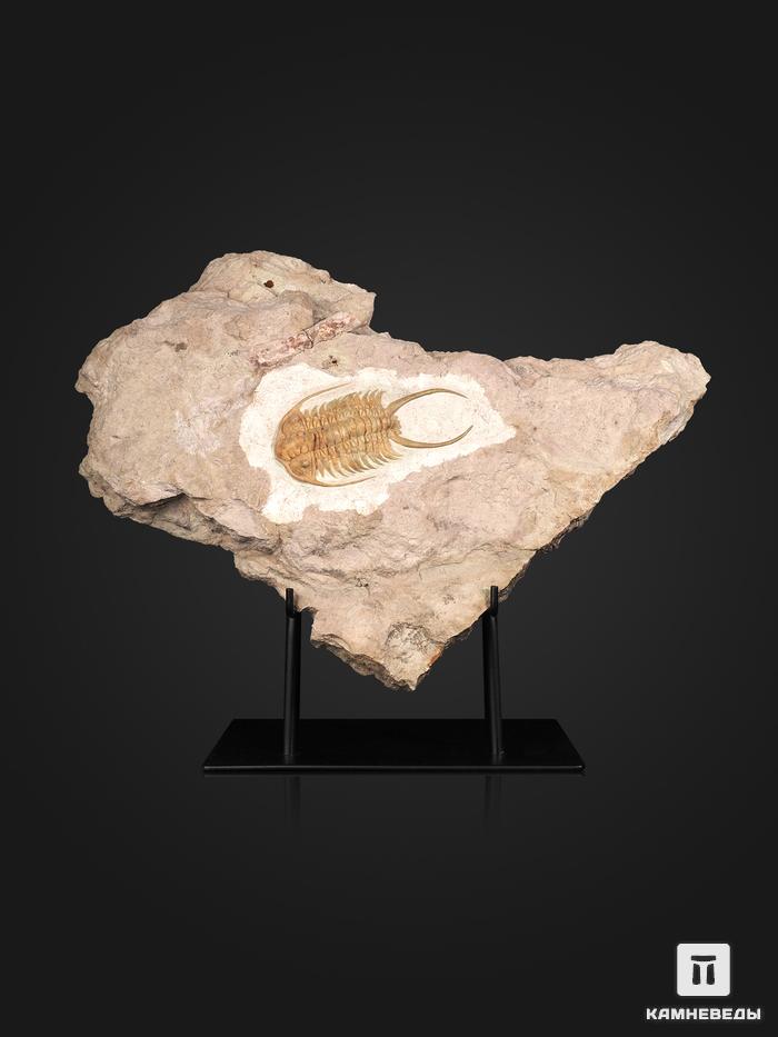 Трилобит Paraceraurus exsul, 36,5х28х5 см, 21410, фото 1