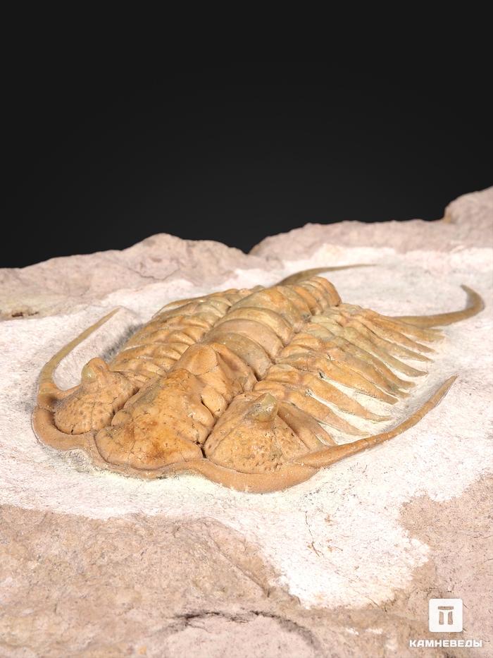 Трилобит Paraceraurus exsul, 36,5х28х5 см, 21410, фото 4