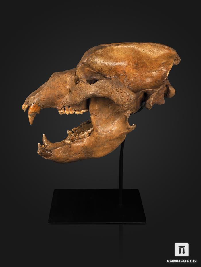 Череп медведя Ursus spelaeus на подставке, 50х37х24 см, 26307, фото 6