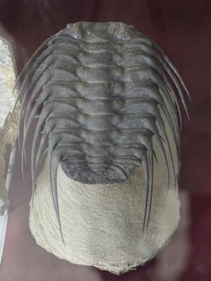 Трилобиты. Трилобит Selenopeltis sp., ордовик. Из коллекции палеонтологического музея в Эрфуде, Марокко