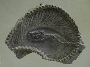 Змея Archaeophis turkmenicus. Змея Archaeophis turkmenicus. Нижний эоцен, Туркмения.
