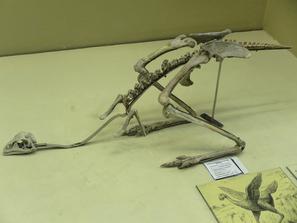 Динозавр Avimimus portenosus (слепок). Динозавр Avimimus portenosus (слепок). Верхний мел, Монголия.